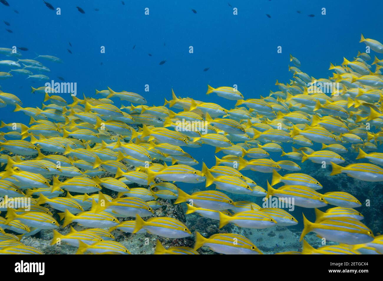 Eine Schule bengalischer Schnapperfische im Meer Stockfoto