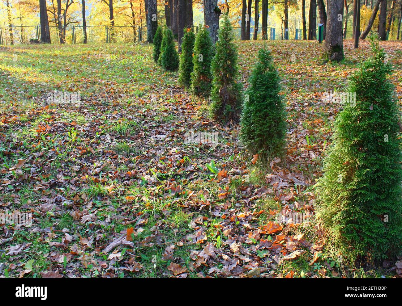 Junge Thuja Bäume werden in einer Reihe in der gepflanzt Garten Stockfoto