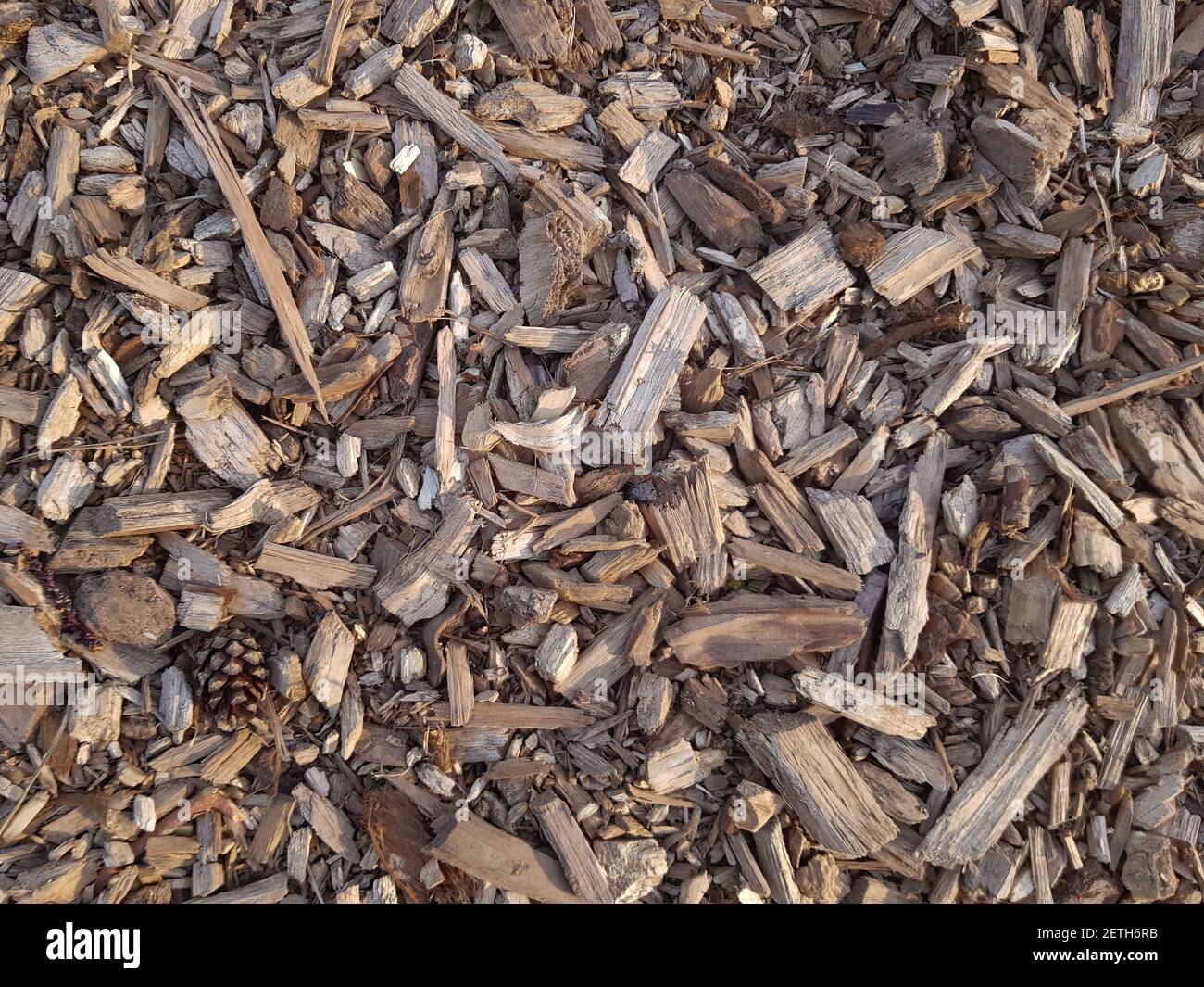 Holz Sägemehl Hintergrund. Holzsägemehl im Wald. Textur Hintergrund von