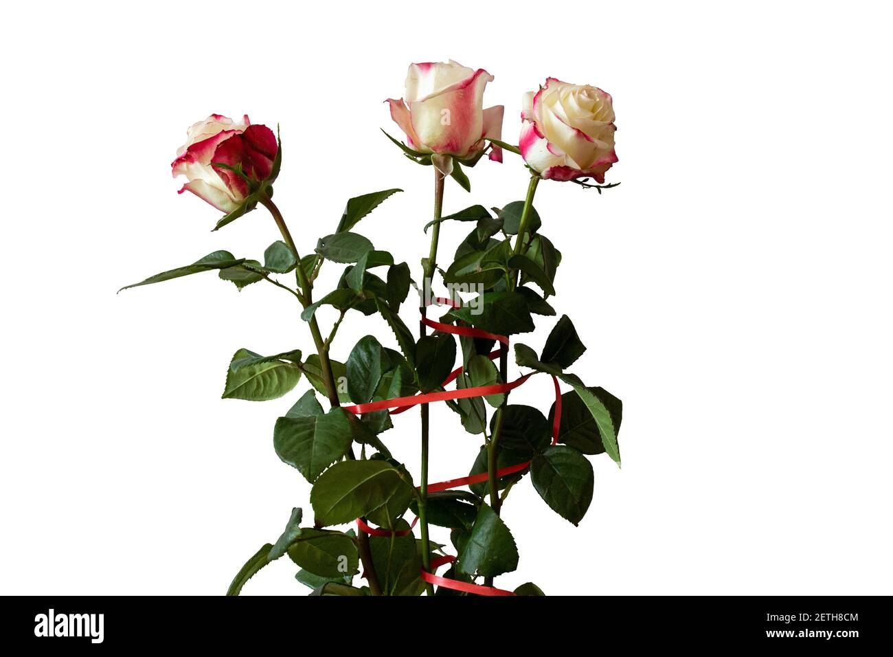 Weiß-rote Rose mit grünen Blütenblättern auf weißem, isoliertem Hintergrund Stockfoto