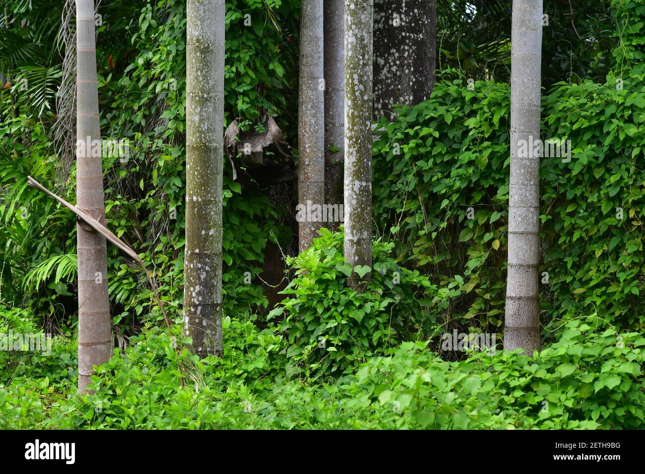 Palmengewächse (Arecaceae) Pflanzen, die in der tropischen Regenzeit der Tiwi-Inseln wachsen. Stockfoto