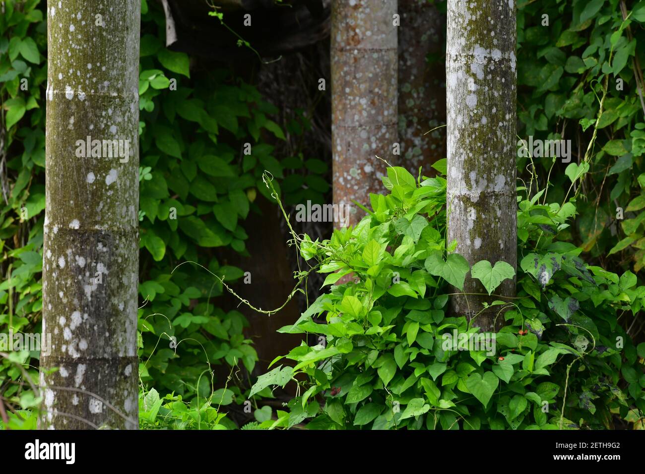 Palmengewächse (Arecaceae) Pflanzen, die in der tropischen Regenzeit der Tiwi-Inseln wachsen. Stockfoto