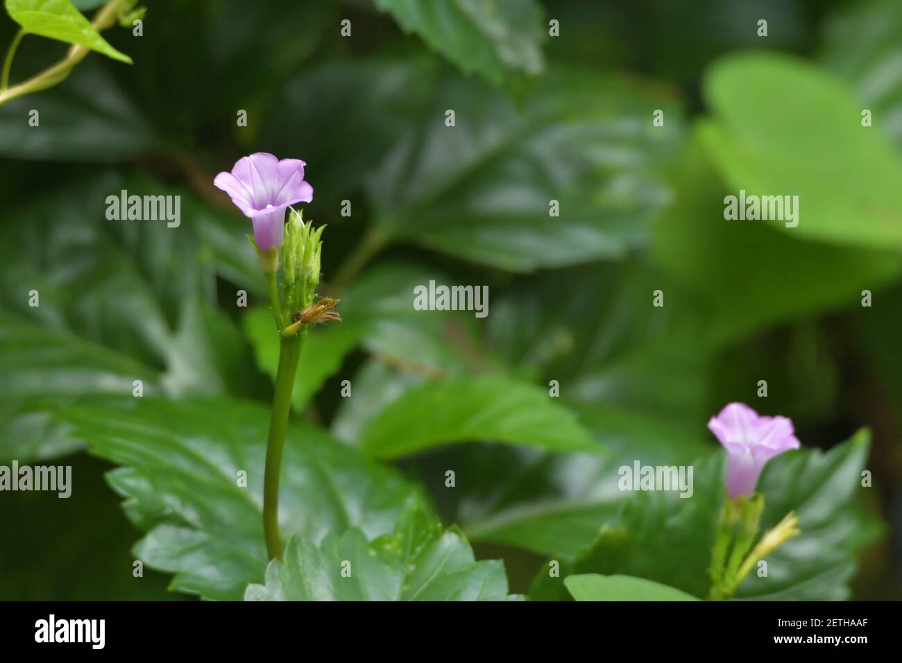 Tropische Flora blüht während der monsoonalen Regenzeit der Tiwi-Inseln, Australien. Stockfoto