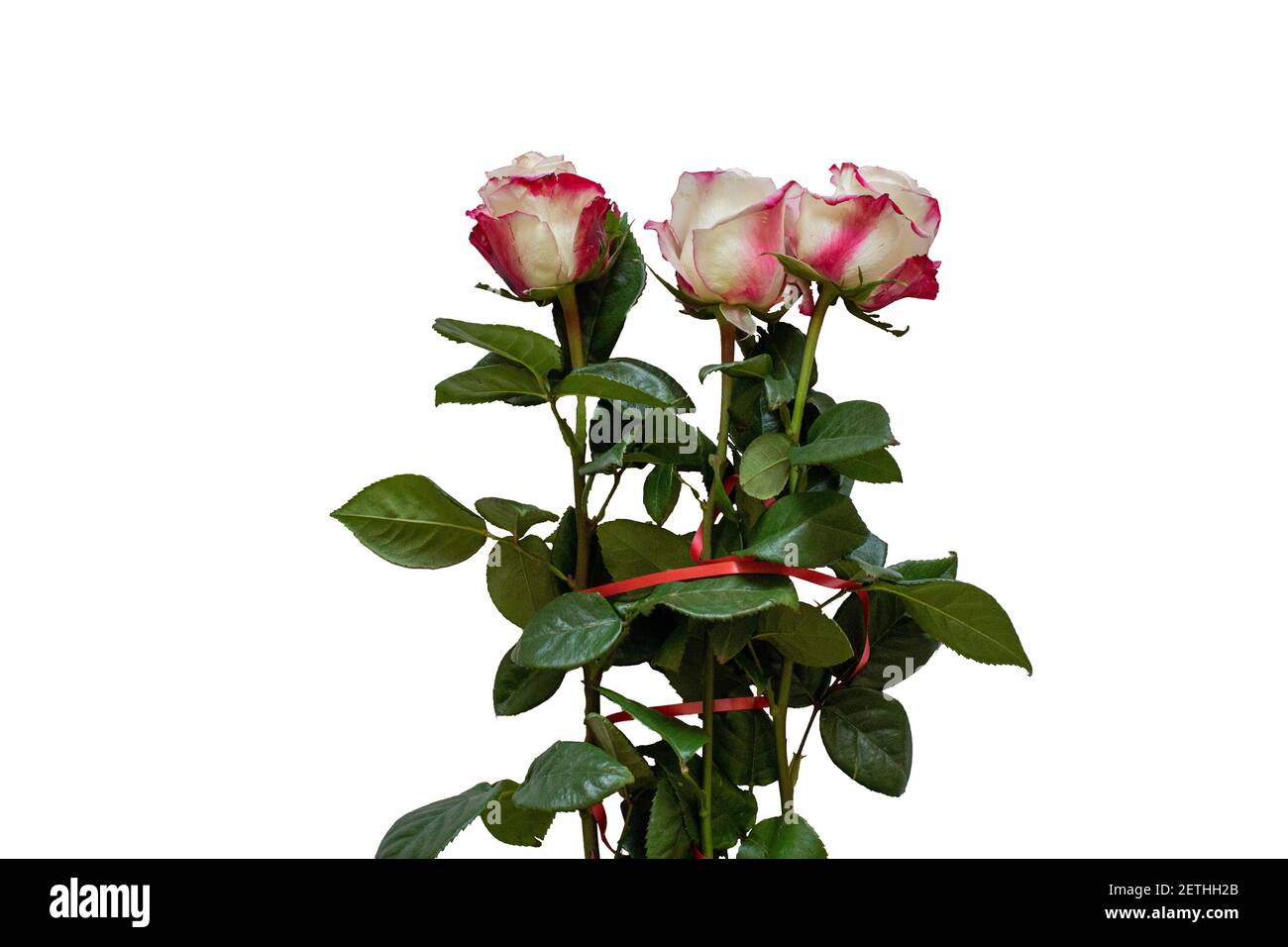 Weiß-rote Rose mit grünen Blütenblättern auf weißem, isoliertem Hintergrund Stockfoto