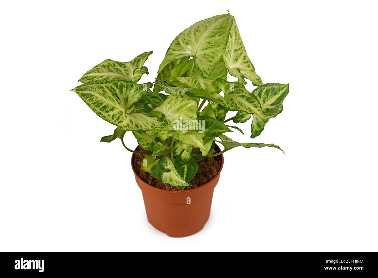 Tropische 'Syngonium Podophyllum Arrow' Zimmerpflanze in Blumentopf isoliert auf Weißer Hintergrund Stockfoto