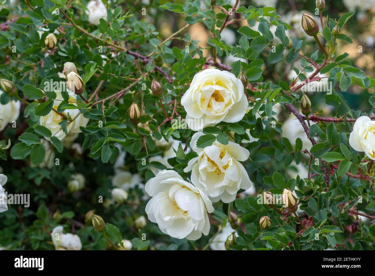 Schöne Rose Bouquet Nahaufnahme. Rosa spinossima hat auf der Website erblüht Stockfoto