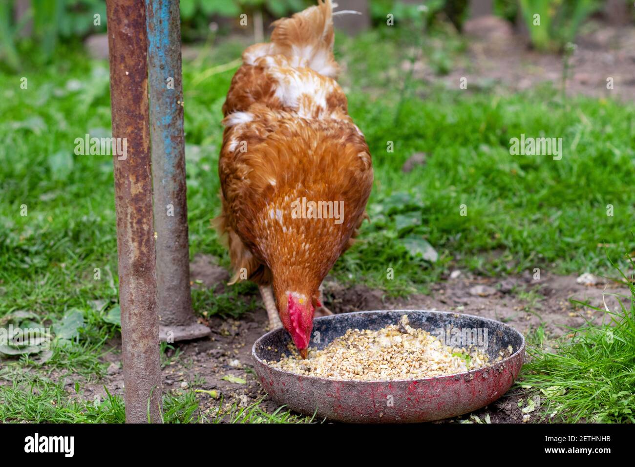 Huhn frisst Hafer aus einer Schüssel. Huhn im Dorf. Hafer in einer Schüssel Stockfoto