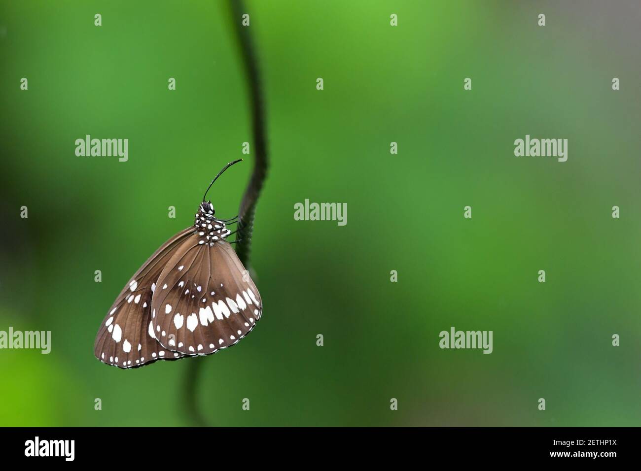 Schöner Schmetterling (Lepidoptera) auf Wäscheleine thront, umgeben von tropischer Flora in der monsoonalen Regenzeit der Tiwi-Inseln, Australien. Stockfoto