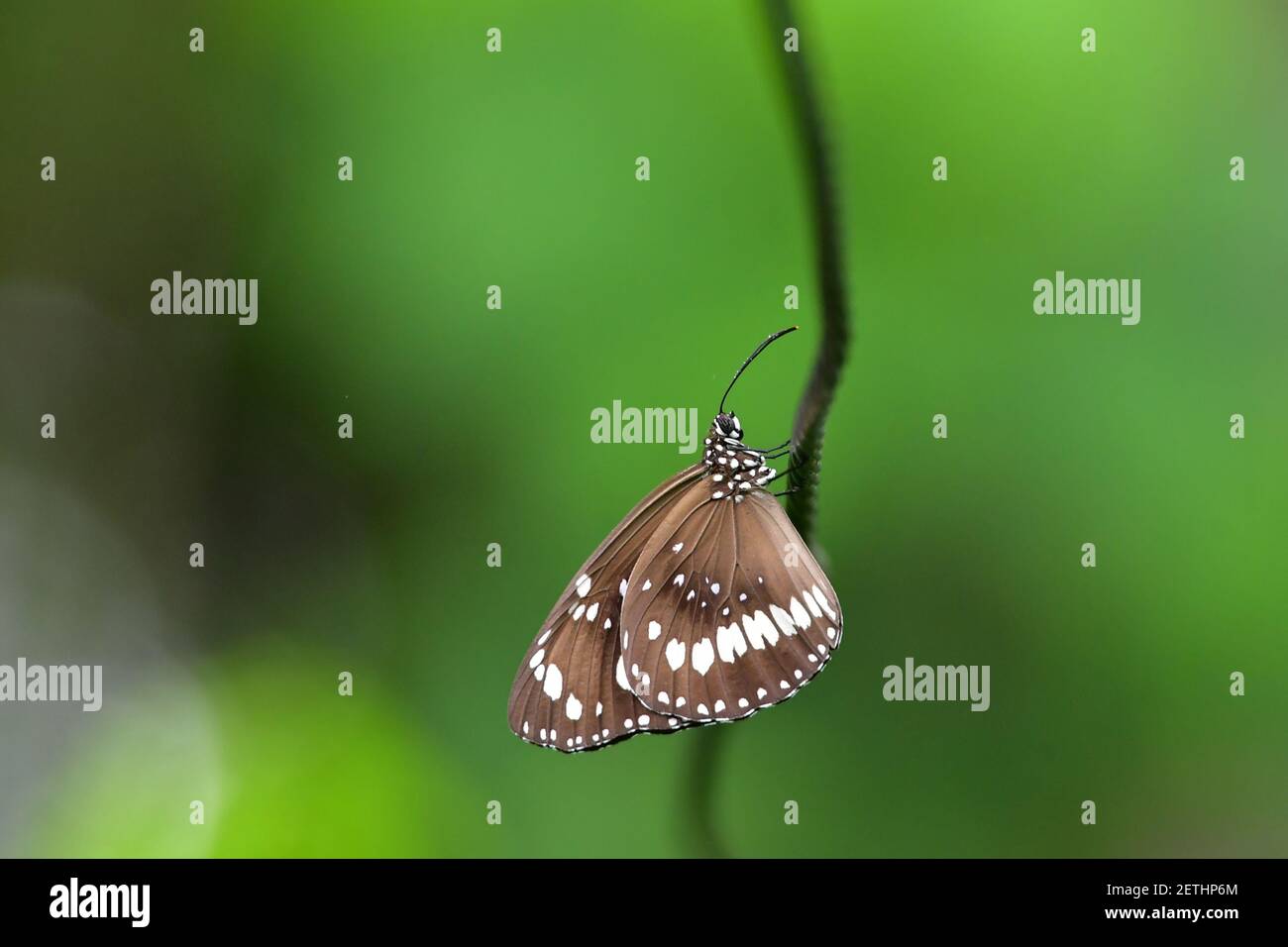 Schöner Schmetterling (Lepidoptera) auf Wäscheleine thront, umgeben von tropischer Flora in der monsoonalen Regenzeit der Tiwi-Inseln, Australien. Stockfoto