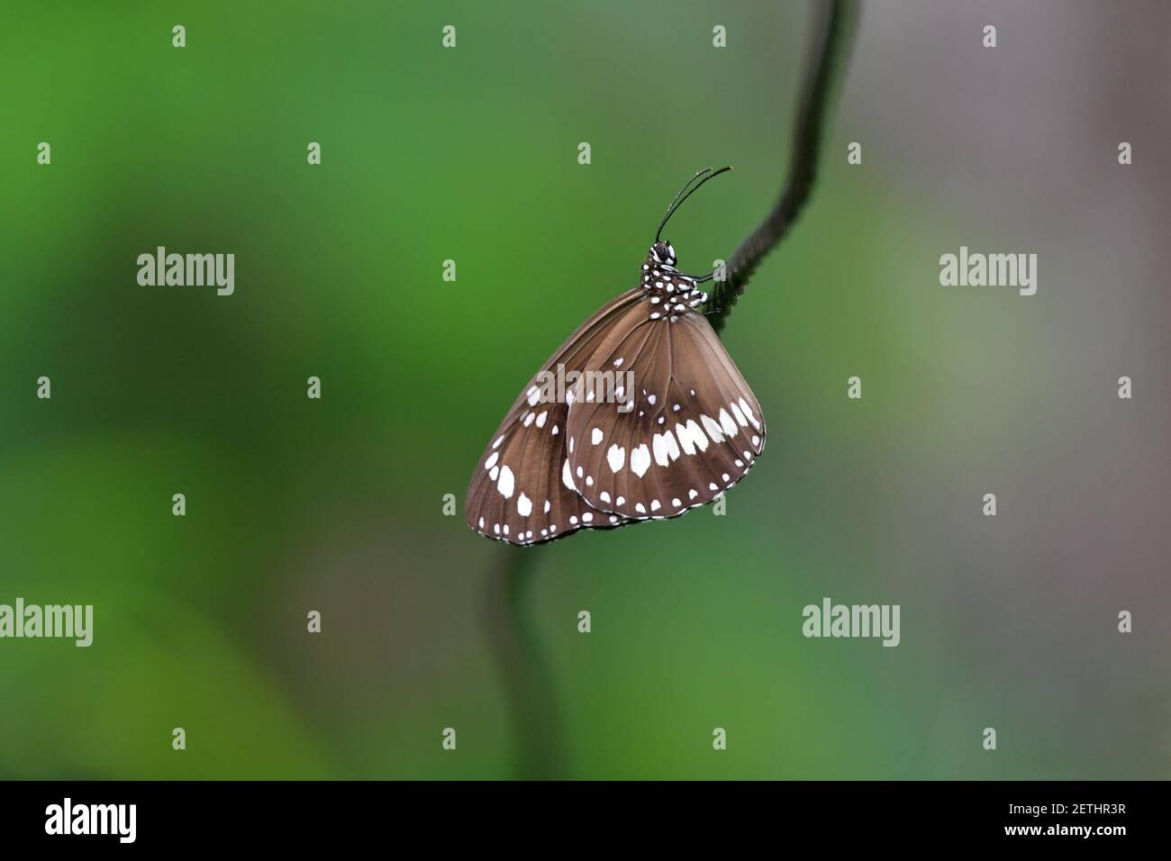 Schöner Schmetterling (Lepidoptera) auf Wäscheleine thront, umgeben von tropischer Flora in der monsoonalen Regenzeit der Tiwi-Inseln, Australien. Stockfoto