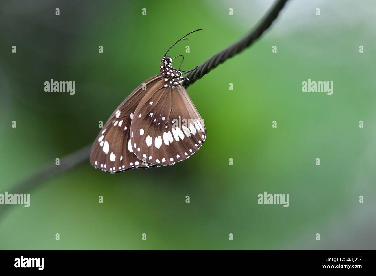 Schöner Schmetterling (Lepidoptera) auf Wäscheleine thront, umgeben von tropischer Flora in der monsoonalen Regenzeit der Tiwi-Inseln, Australien. Stockfoto