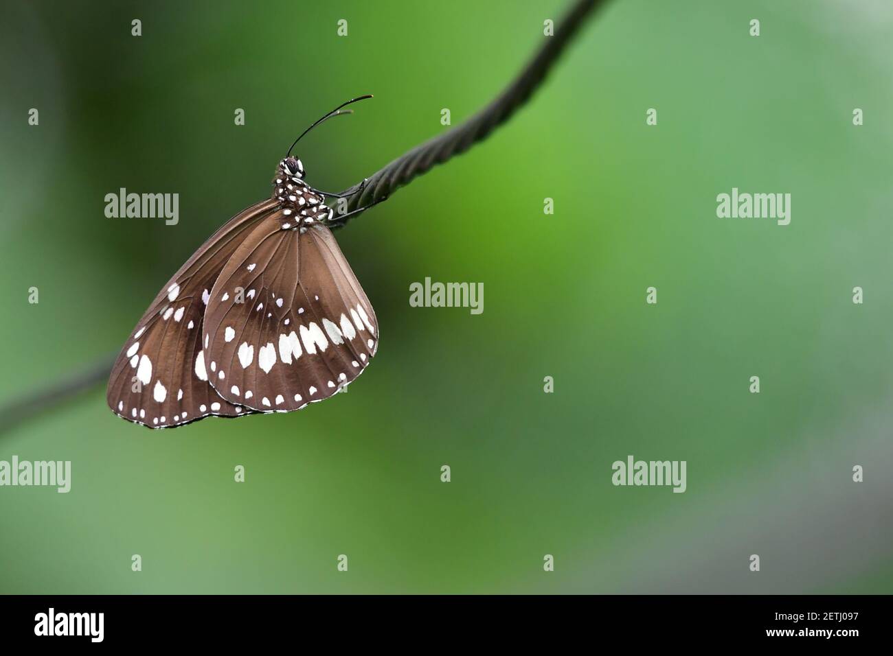 Schöner Schmetterling (Lepidoptera) auf Wäscheleine thront, umgeben von tropischer Flora in der monsoonalen Regenzeit der Tiwi-Inseln, Australien. Stockfoto