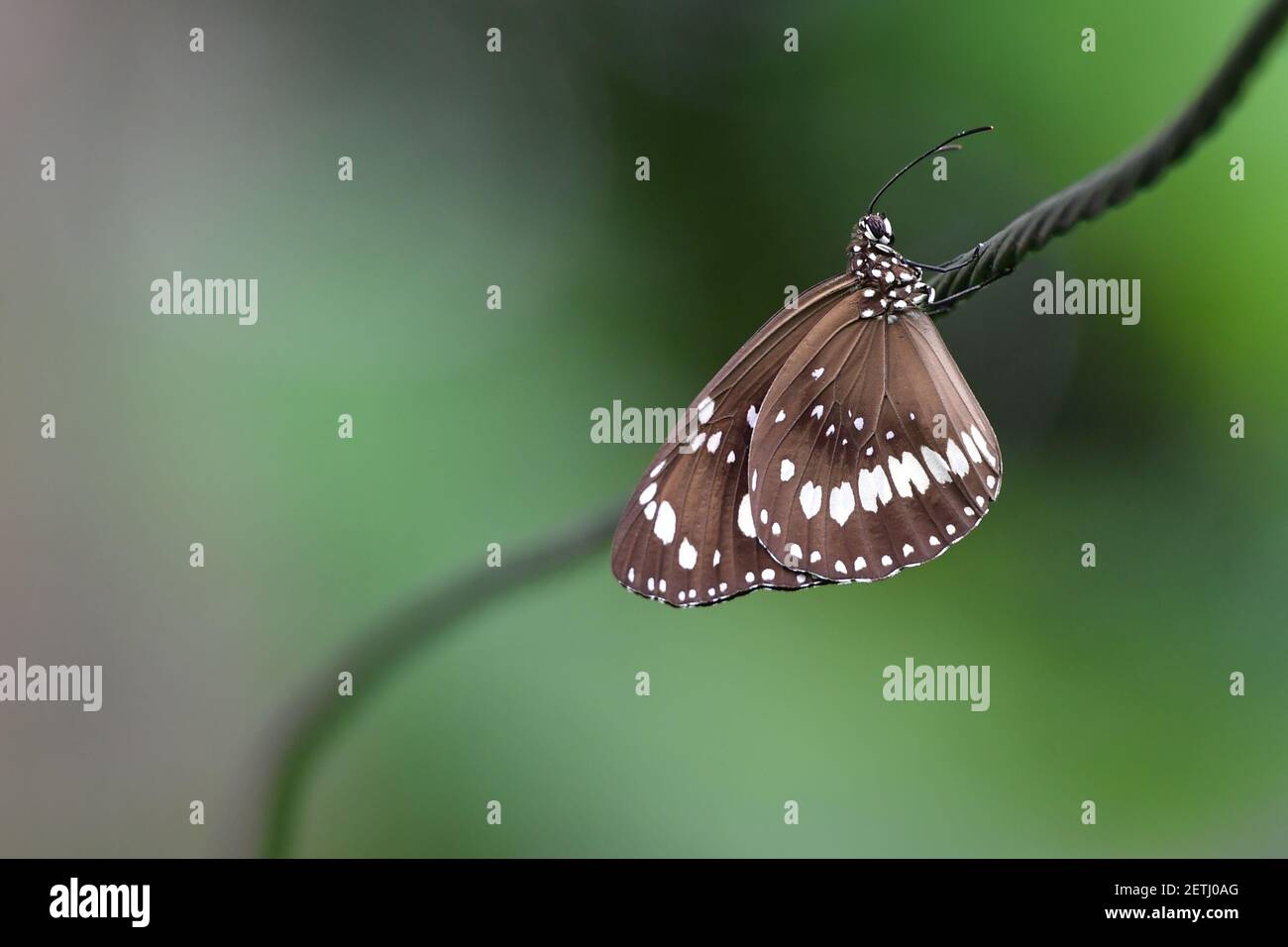 Schöner Schmetterling (Lepidoptera) auf Wäscheleine thront, umgeben von tropischer Flora in der monsoonalen Regenzeit der Tiwi-Inseln, Australien. Stockfoto