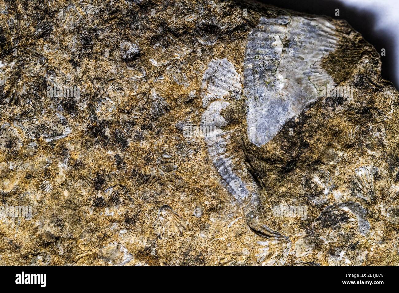 Meeresfossilien aus Karbonkalk aus dem Wald von Dean. Stockfoto