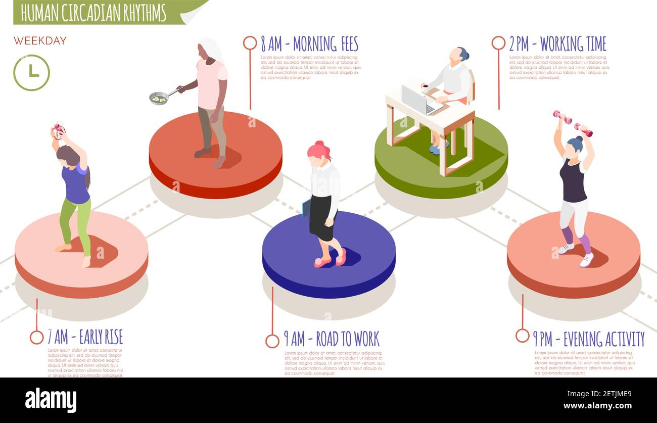 Menschliche zirkadiane Rhythmen isometrische Infografiken mit frühen Morgengebühren Weg zur Arbeit Arbeitszeit und Abend Aktivität Beschreibungen Vektor Illustre Stock Vektor