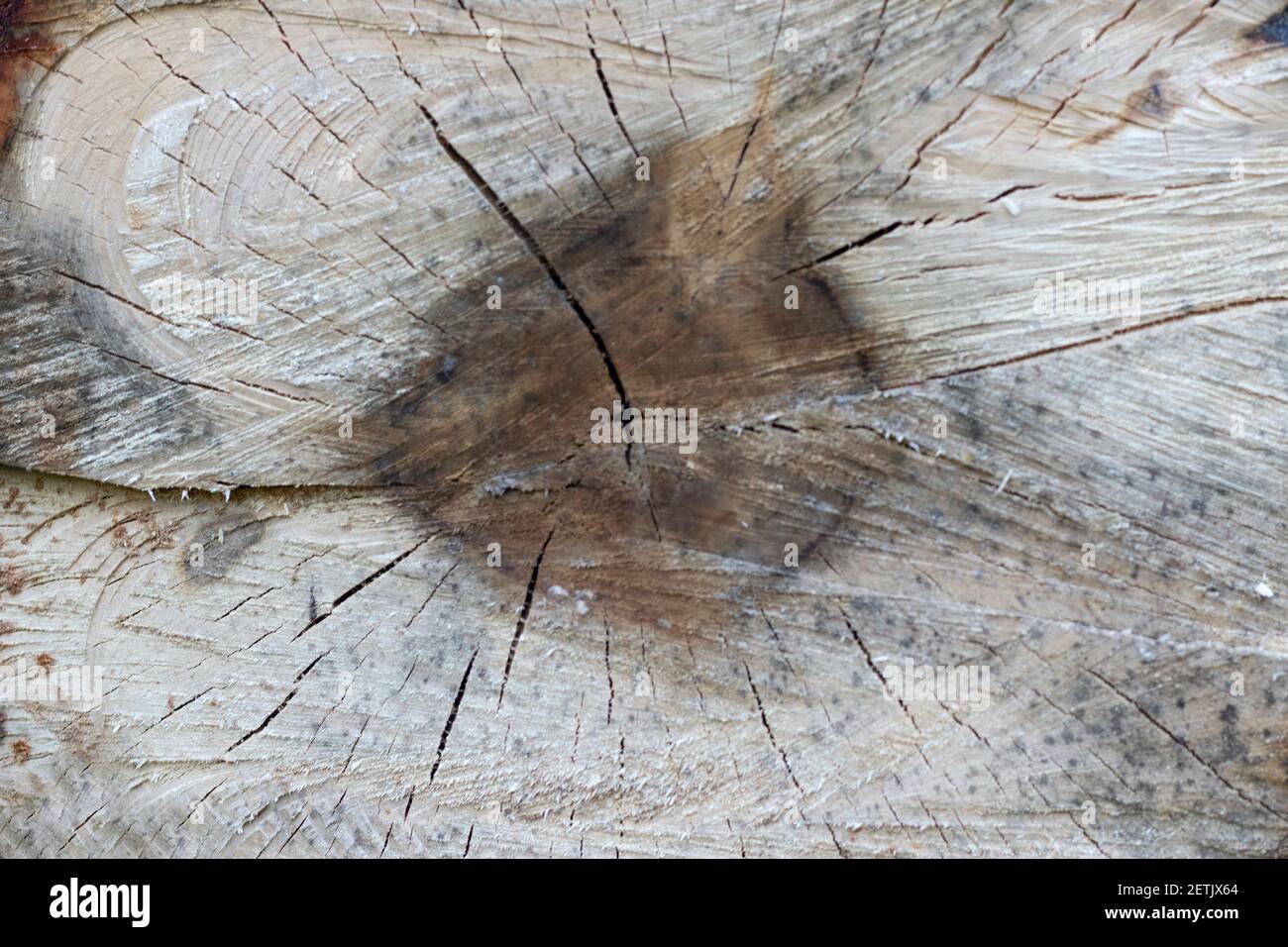 Detailansicht eines gefällten Baumstamms im Wald. Hintergrund eines gefällten Baumstammes, stumpf Textur Stockfoto