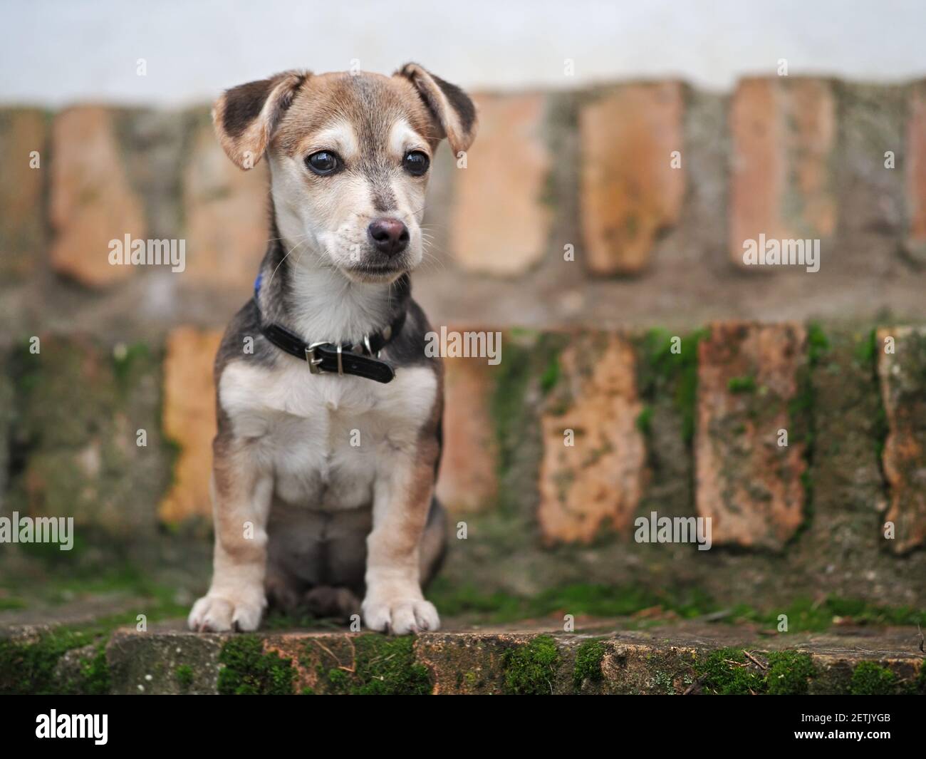 Kleine einsame Welpen spielen im Freien Stockfoto