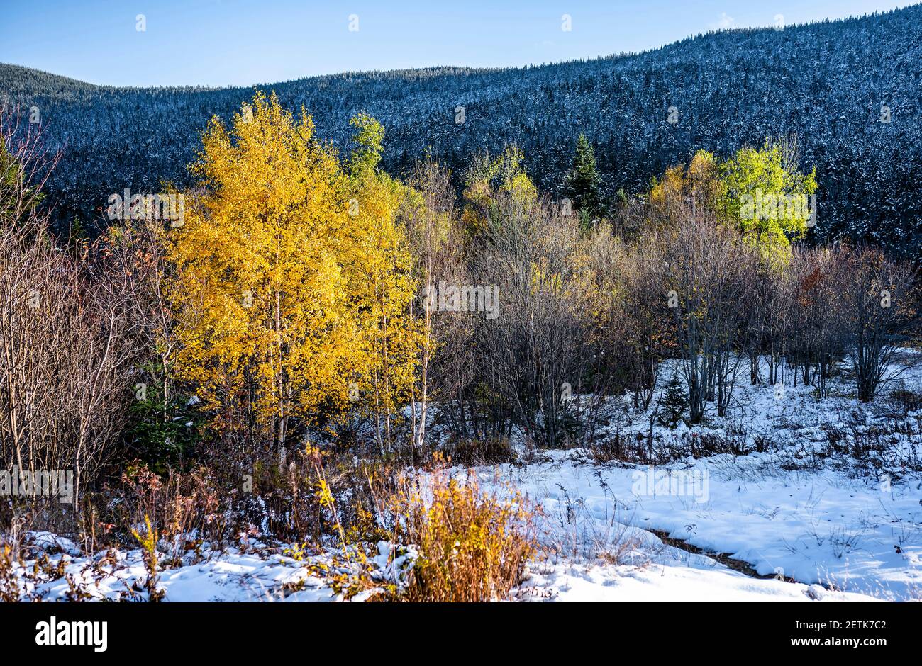 Herbst Ahorn und Winter schneebedeckten kurvenreichen Straße mit ersten Schnee Staubbäume auf den Bergen in Vermont laden Touristen ein und Reisende, die das besuchen Stockfoto