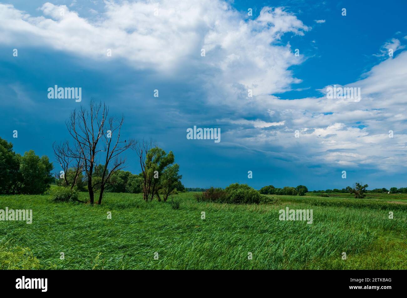 Windböen vor dem Sturm. Winken Wildgras in der Landschaft. Sommersturm Stockfoto
