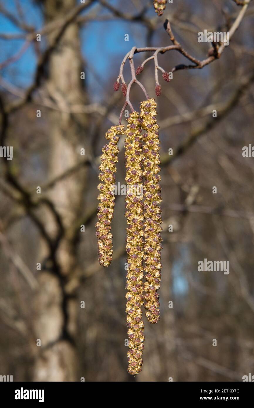 Männliche Kätzchen und kleine weibliche Blüten der europäischen Schwarzerle Im Frühling Stockfoto
