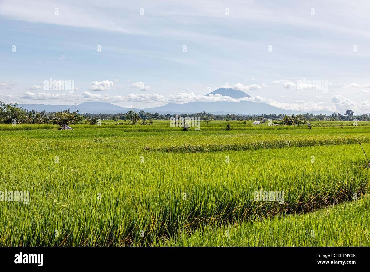 Reisfeld mit Berg Agung (Gunung Agung) im Hintergrund. Bali, Indonesien Stockfoto