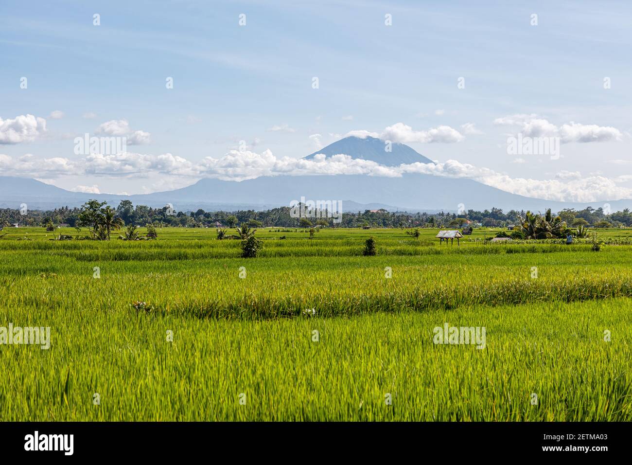 Reisfeld mit Berg Agung (Gunung Agung) im Hintergrund. Bali, Indonesien Stockfoto