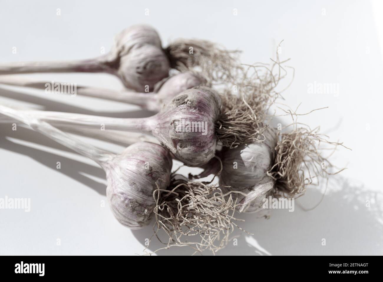 Blick auf den Knoblauchhaufen von oben. Nahrung Knoblauchzwiebel mit Wurzeln. Hintergrund Textur Pflanze pflanzlichen Knoblauch. Knoblauchernte. Stockfoto