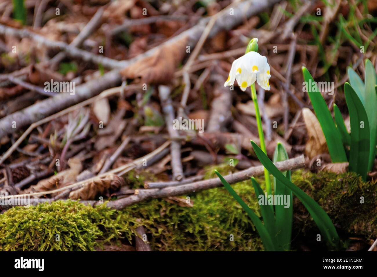 schneeflocke boomt im Wald. Schöne wilde Blumen schließen an einem sonnigen Tag. Frühfrühling Messenger-Konzept Stockfoto