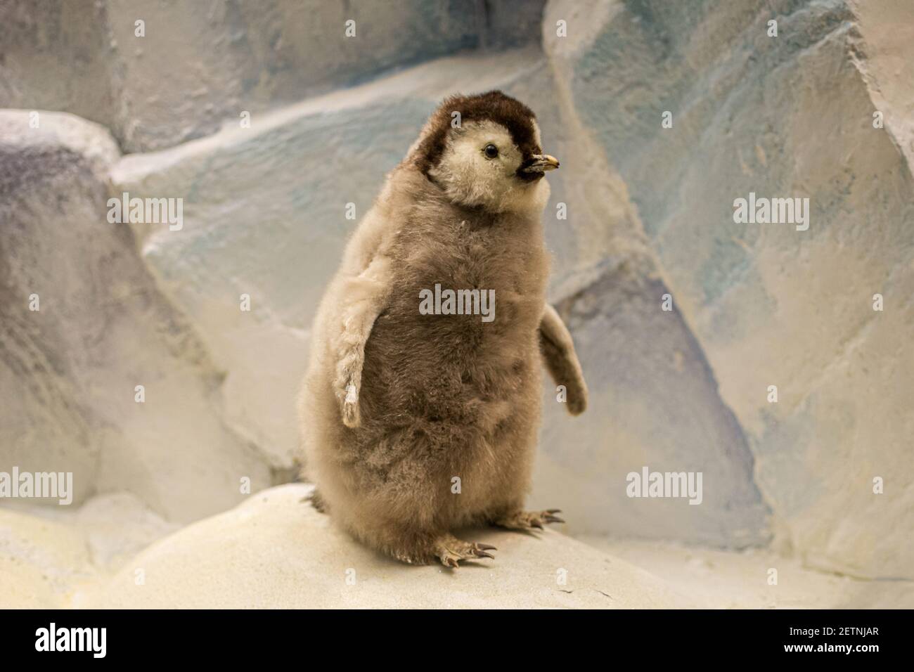 Ein ausgestopftes Kaiserpinguin Küken, kleiner Pinguin Stockfoto