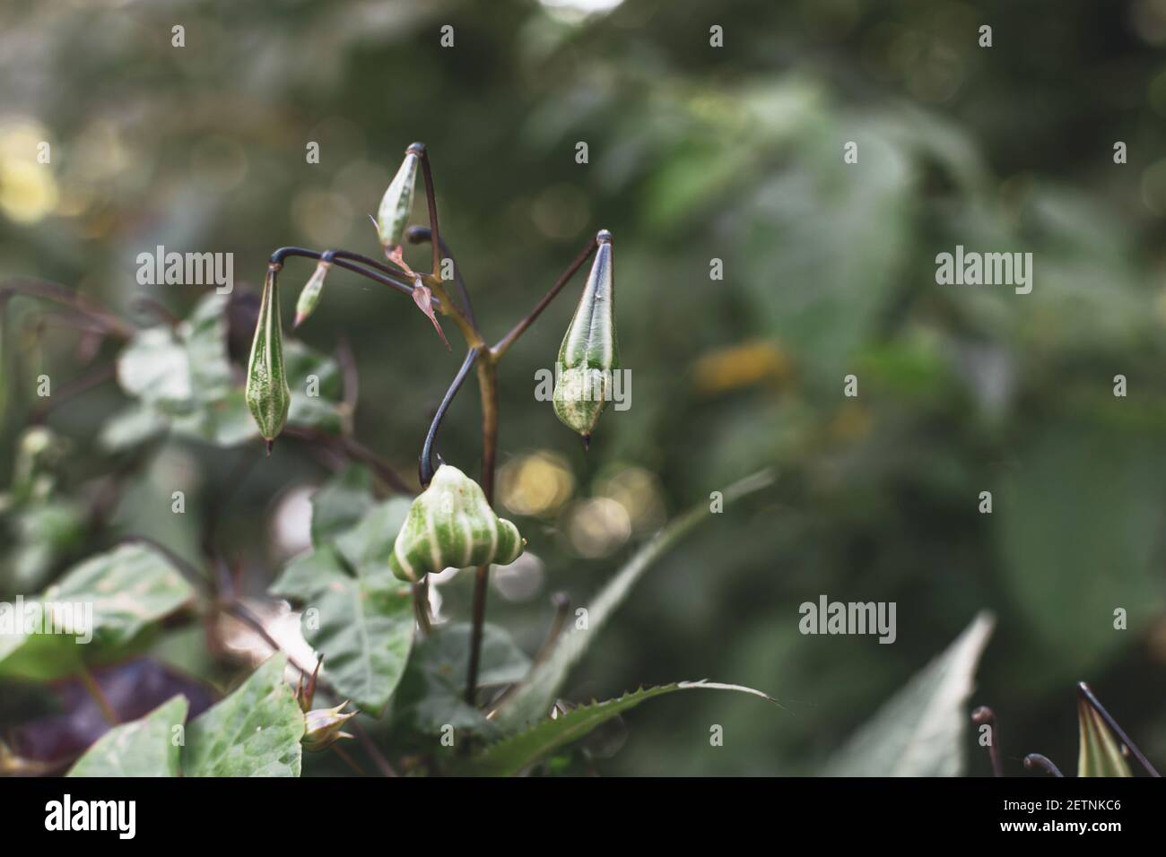 Himalaya Balsam Samen, Impatiens glandurifera Nahaufnahme. Invasive asiatische Pflanzenarten Stockfoto