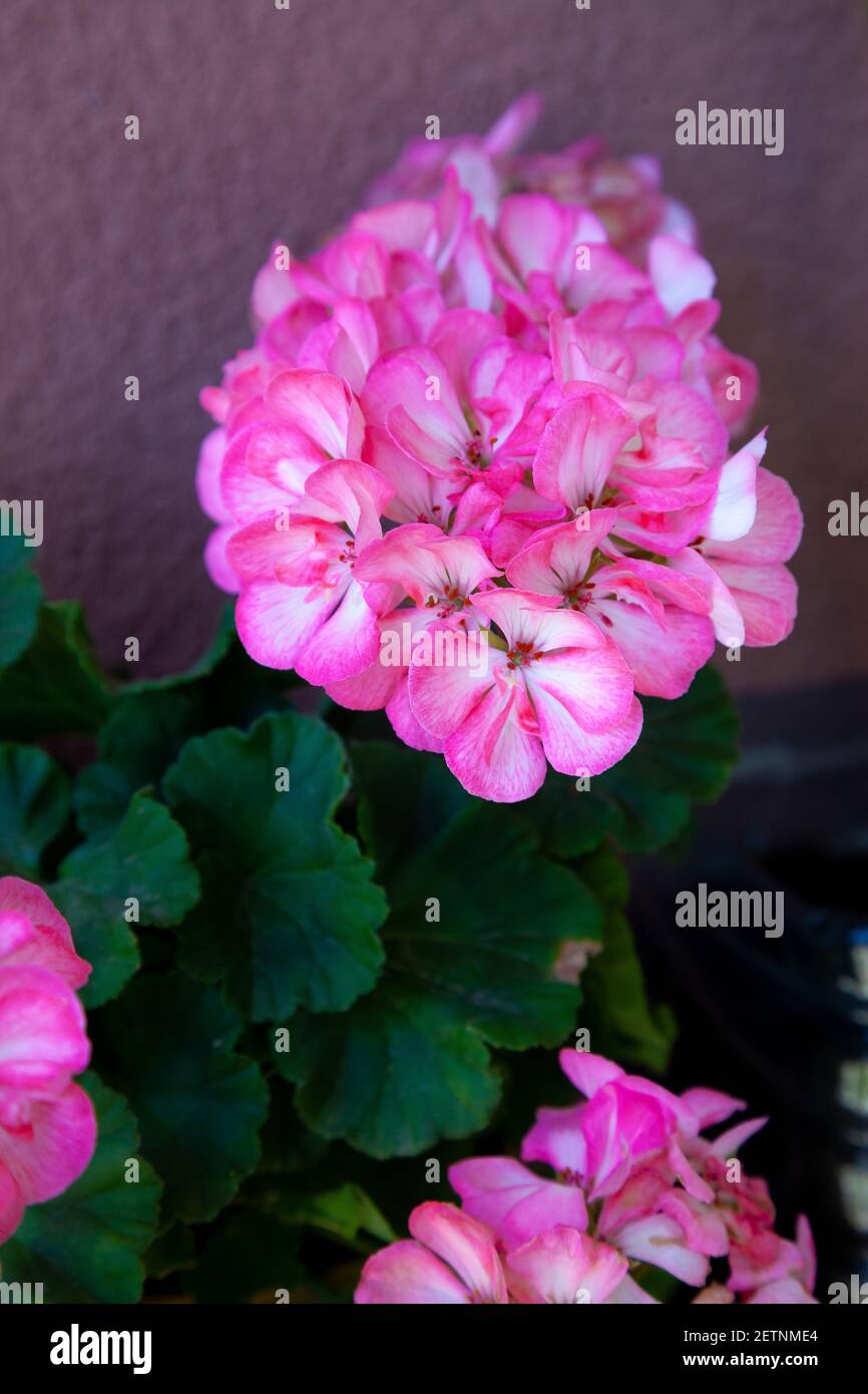 Pelargonium pelargonium peltatum Fotos und Bildmaterial in hoher