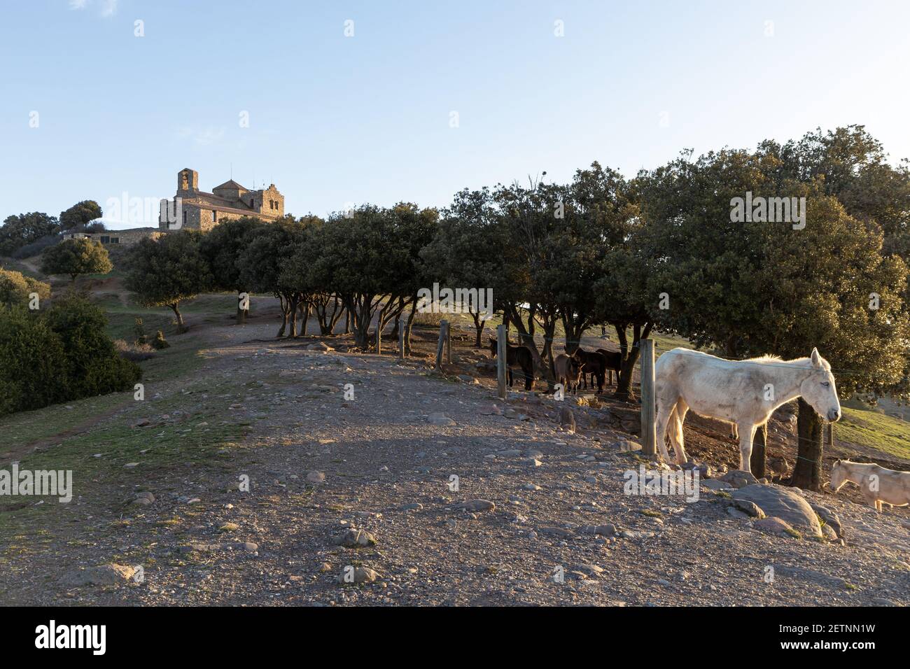 Arbeiten Maultiere auf der Spitze des Berges La Mola im Parc natural de Sant Llorenc del Munt i l'Obac, Valles Occidental, Katalonien, Spanien. Stockfoto