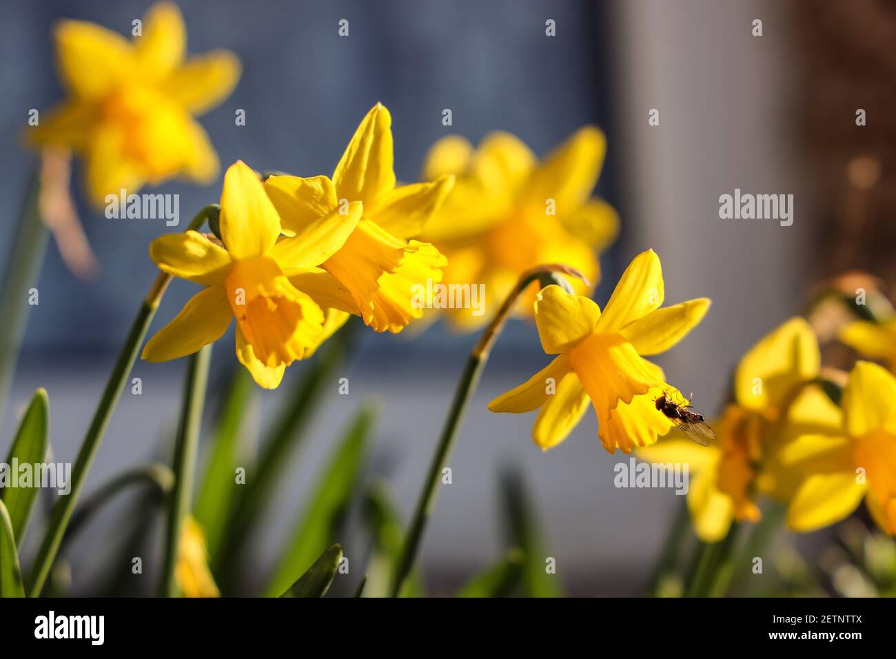 Narscissus in der Sonne mit einem Besucher Stockfoto