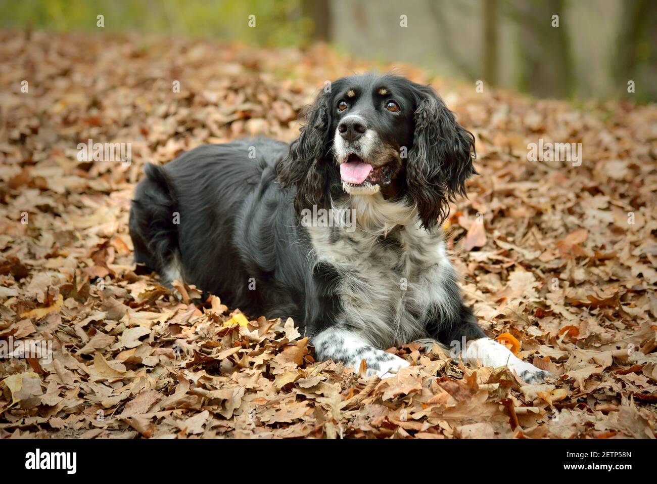 Englisch Springer Spaniel liegend in Herbstblättern Stockfoto