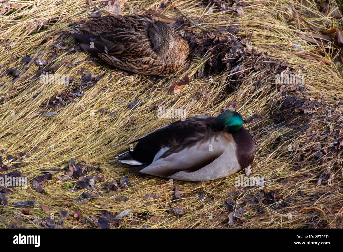 Hochwinkel Blick auf ein Paar Stockenten schlafen im trockenen Gras, auch Anas platyrhynchos genannt Stockfoto