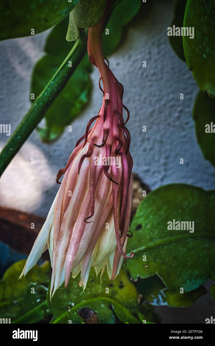 Nahaufnahme der Kaktusblüte, die häufig als nachtblühender Cereus bezeichnet wird und nachts blüht und ein sehr kurzes Leben hat Stockfoto