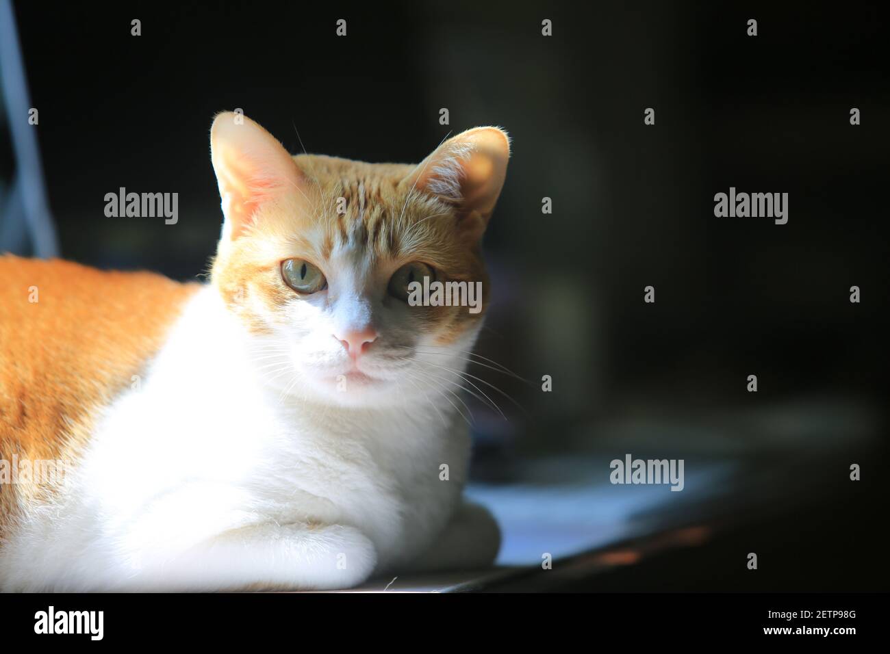 Wütend Gesicht der Katze Stockfoto
