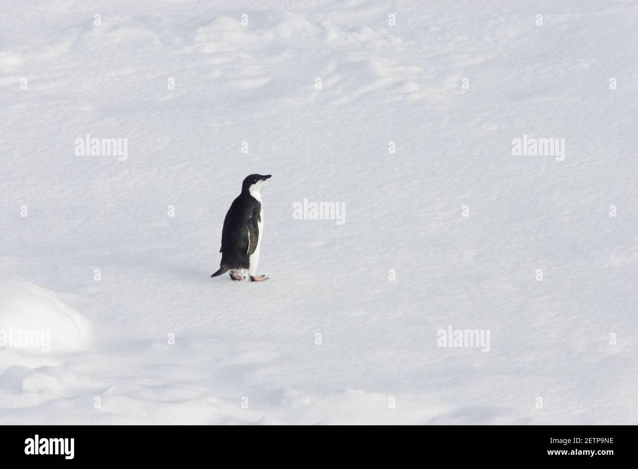 Adelie Penguin auf dem Eisberg Pygoscelis adeliae Weddellmeer Antarktis Stockfoto