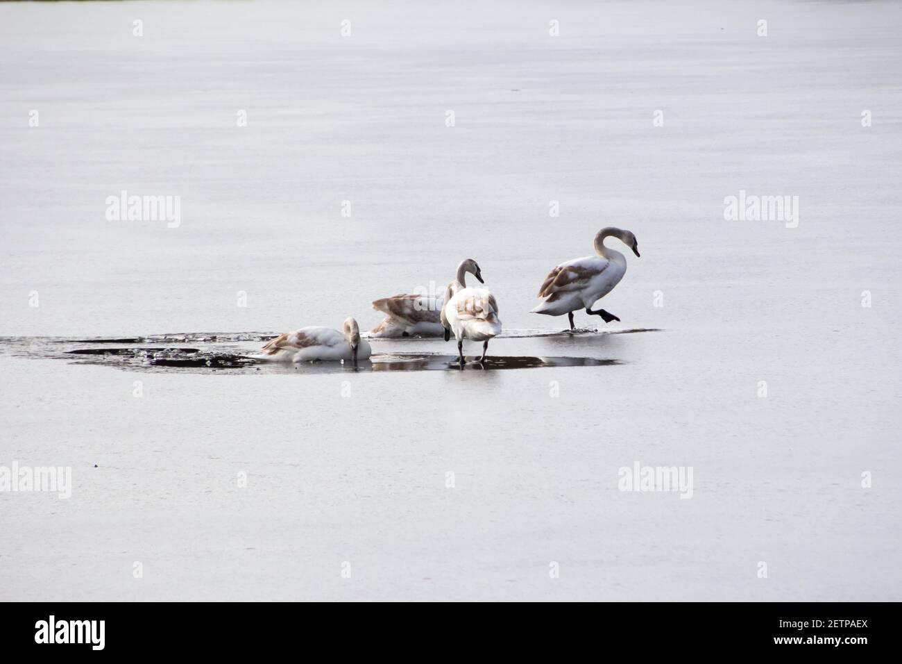 Vier Schwäne auf einem gefrorenen See Stockfoto