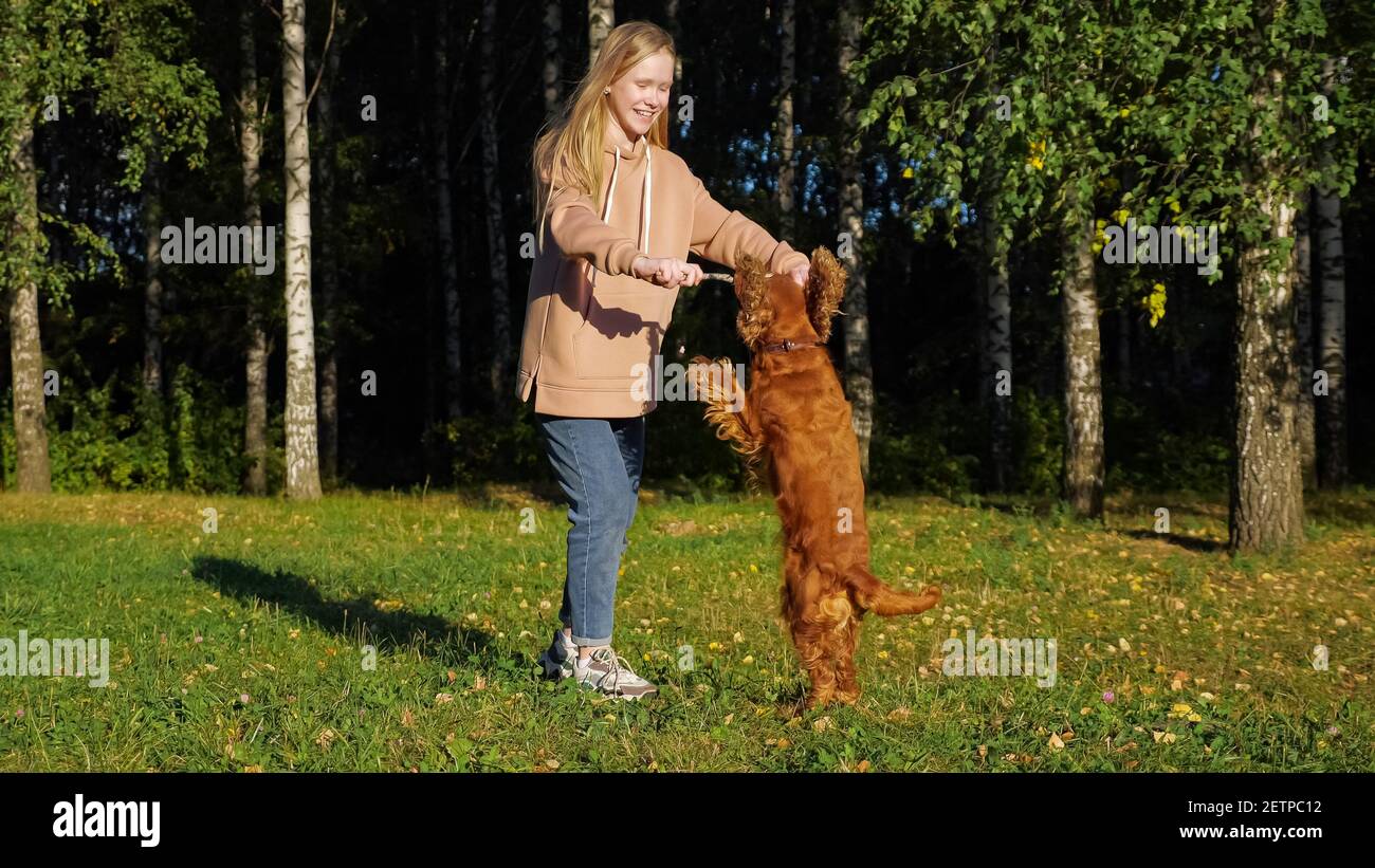 Schulmädchen mit langen schönen Haaren spielt mit russischen Spaniel Welpe Auf grüner Wiese gegen Birken am Herbsttag Stockfoto