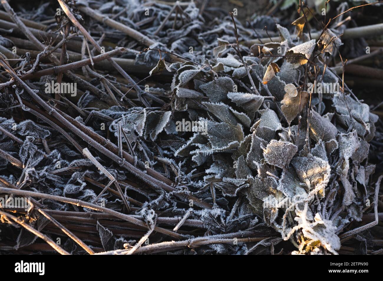 Alte Laubhaufen im Winter mit Eiskristallen.wie Kompost im Winter zu bauen. Stockfoto