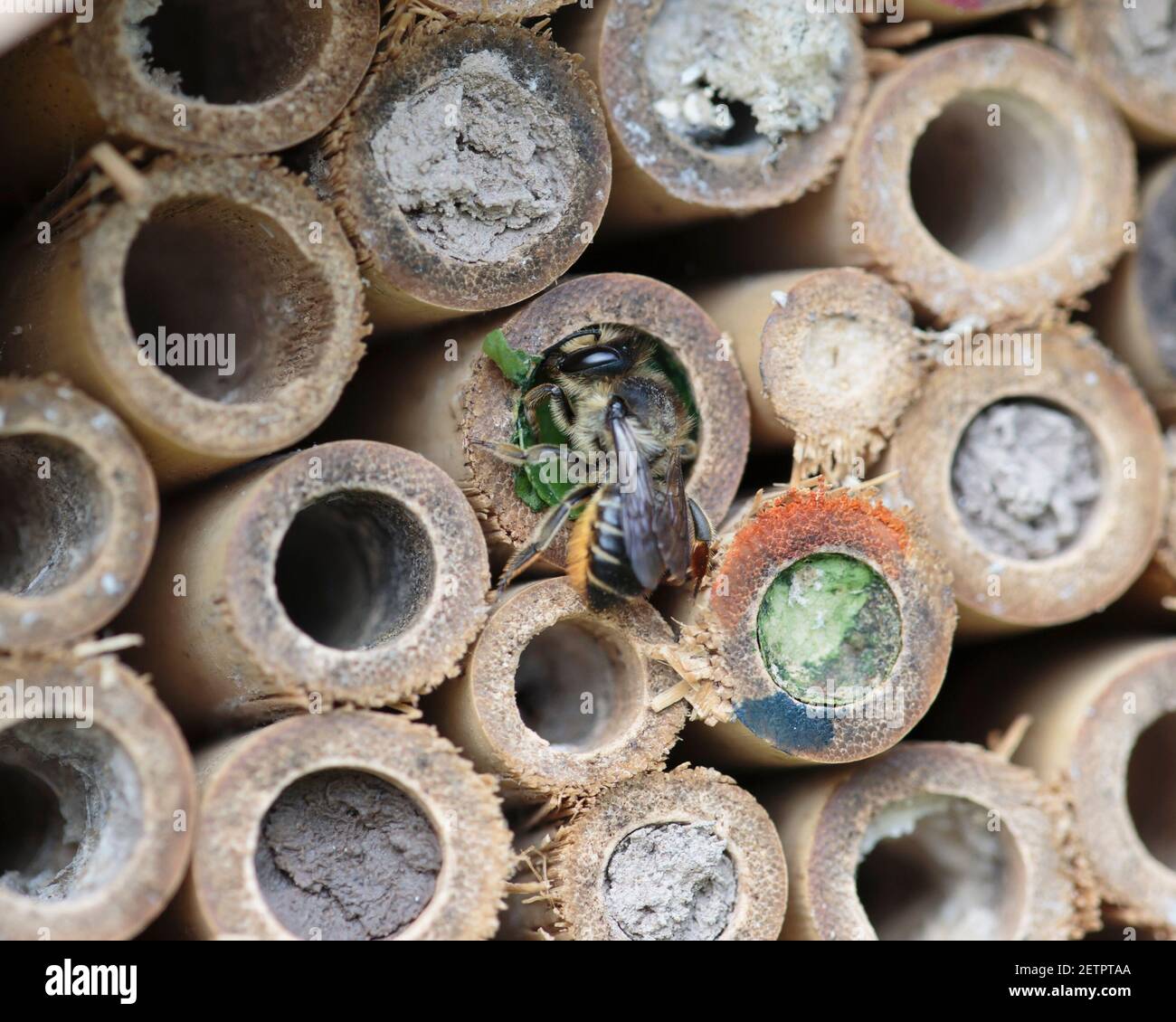 Einsame Biene, Megachile arrangiert Blattfragmente in ihrem Nest im Bienenhotel Stockfoto