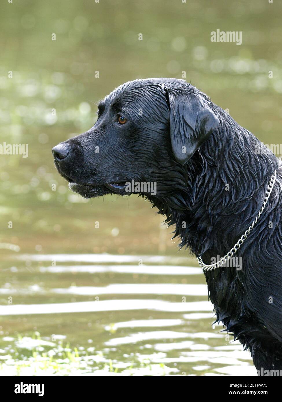 Ein schwarzer Hund steht tropfnass nach dem Spielen im Wasser. Stockfoto