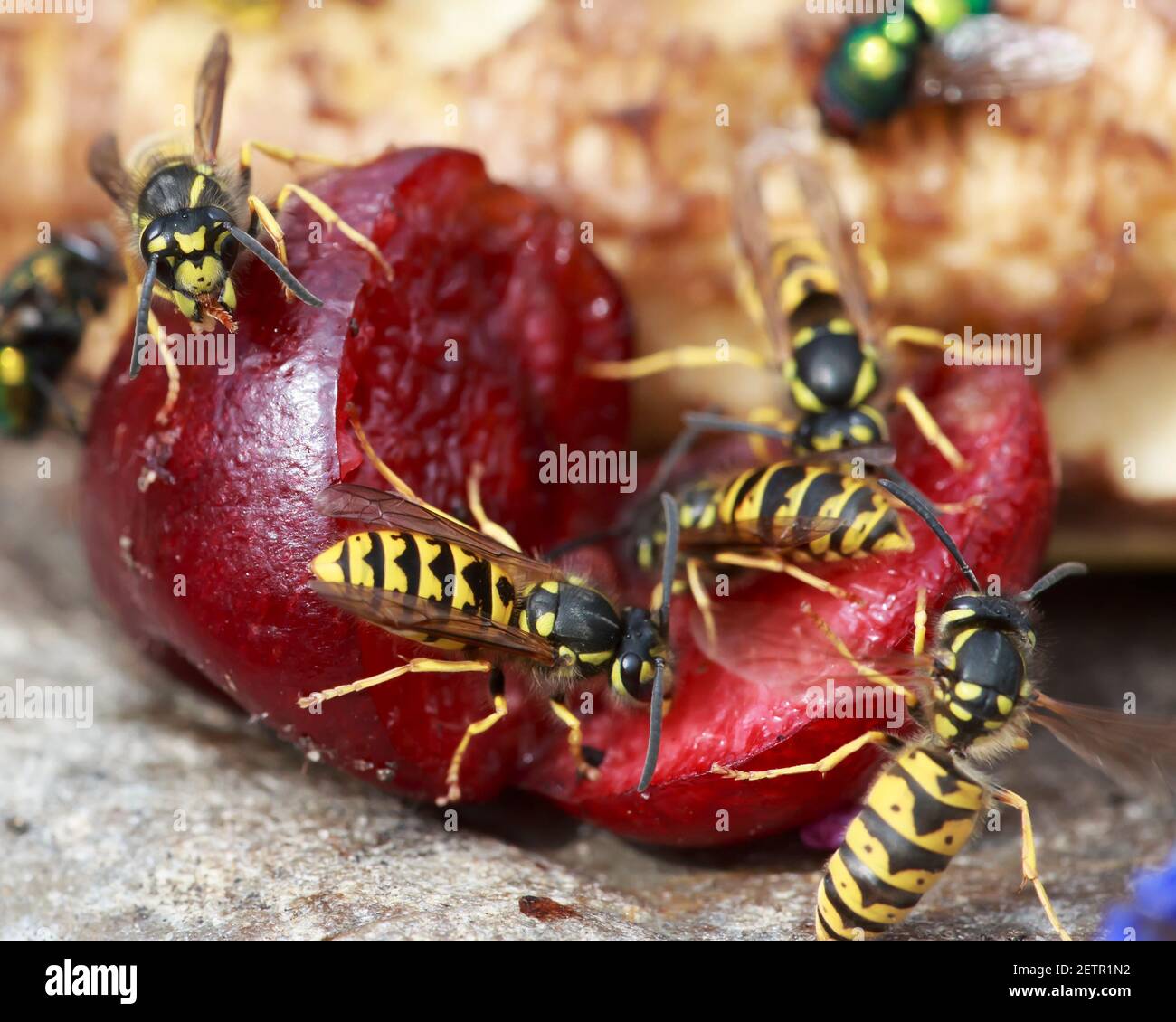 Deutsche Sozialwespen (Vespula germanica), die im September an reifen Kirschen essen, nachdem sie aus ihrem mütterlichen Nest vertrieben wurden. Stockfoto