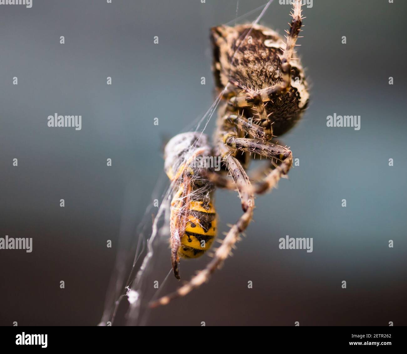 Soziale Wespe gefangen und eingewickelt in ein Spinnennetz des Gartens Stockfoto
