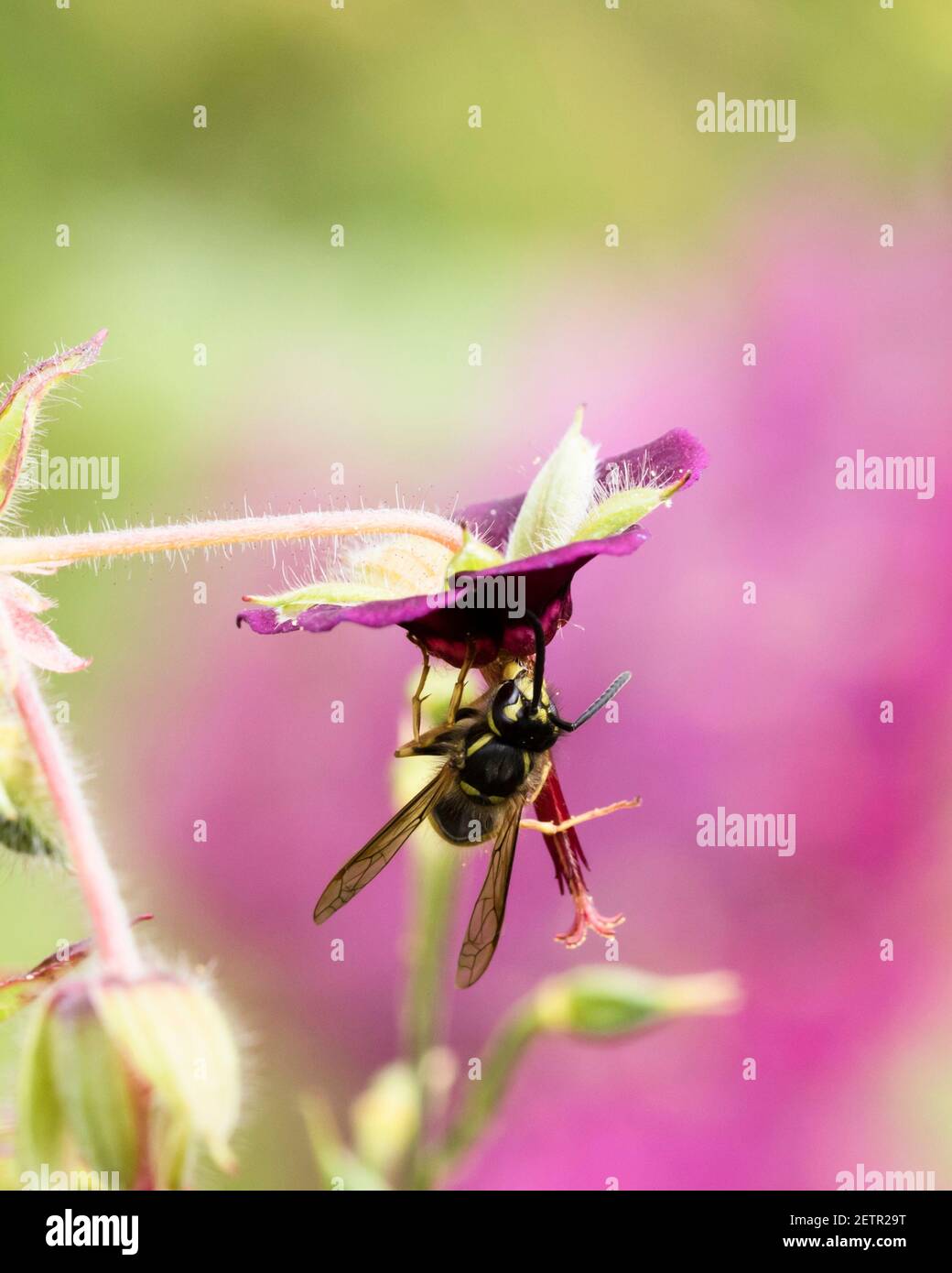 Soziale Wespen nectaring auf Geranium phaeum, ein Cranesbill. Stockfoto