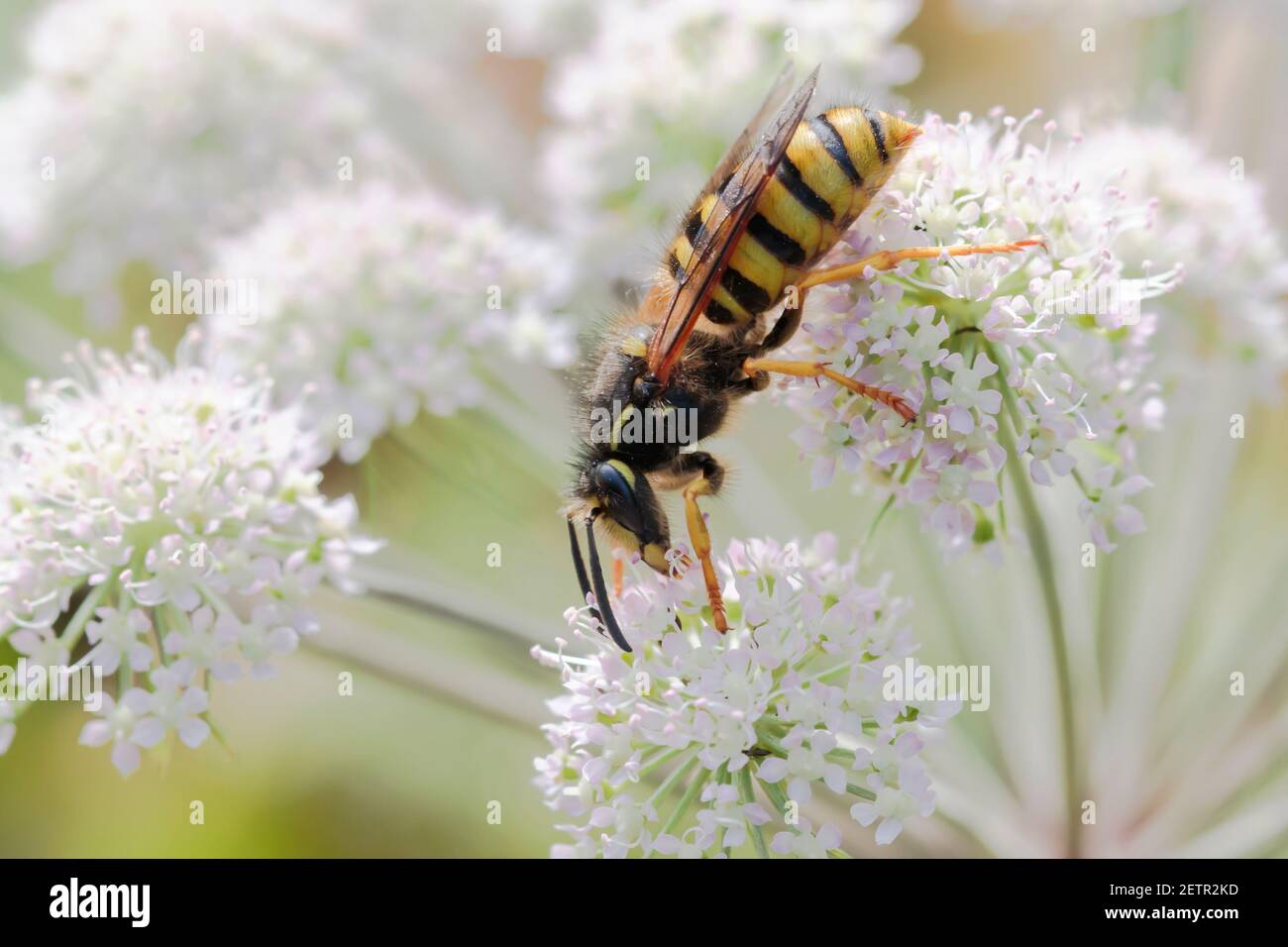 Baumwespe (Dolichovepula sylvestris) nectaring auf einer weißen Blume Stockfoto