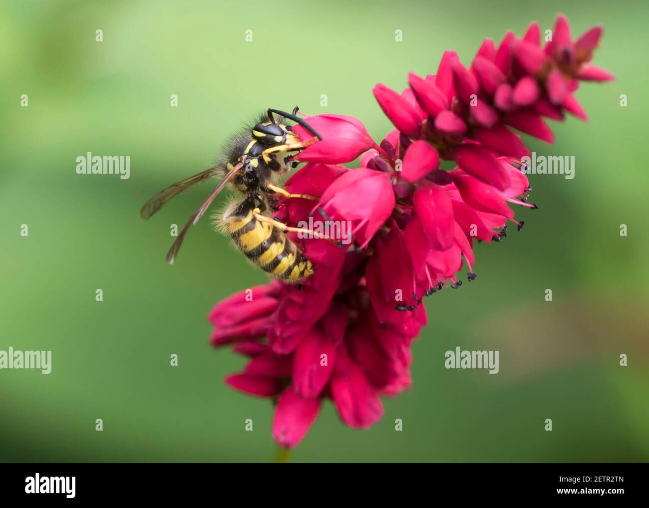 Gewöhnliche Wespe (Vespula vulgaris), die Nektar aus persicaria (Bistort), einer Lieblingsblume, nimmt. Stockfoto