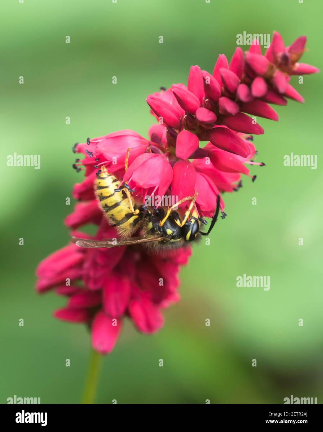 Gewöhnliche Wespe (Vespula vulgaris), die Nektar aus persicaria (Bistort), einer Lieblingsblume, nimmt. Stockfoto