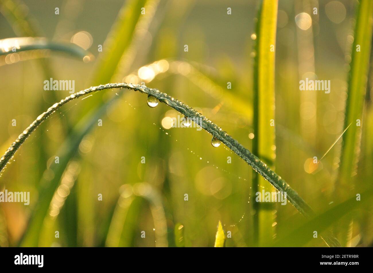 Drei Tropfen Tau hängen von einem langen Blatt Stockfoto